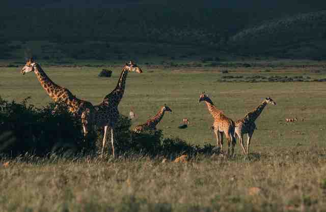 grassland ecosystem