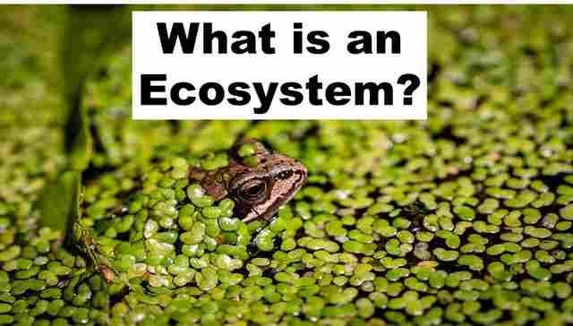 eco system