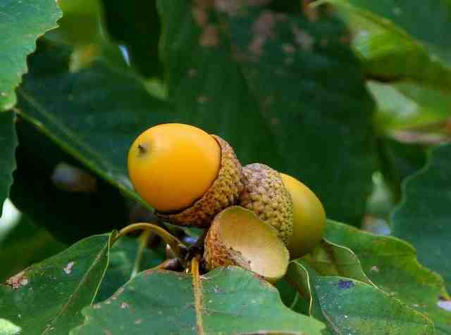 tree fruits