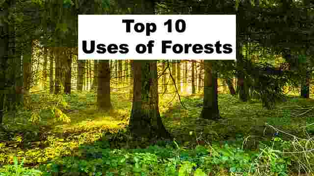 essay writing on uses of forest